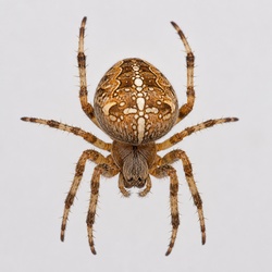 Cross Orbweaver Identification Guide