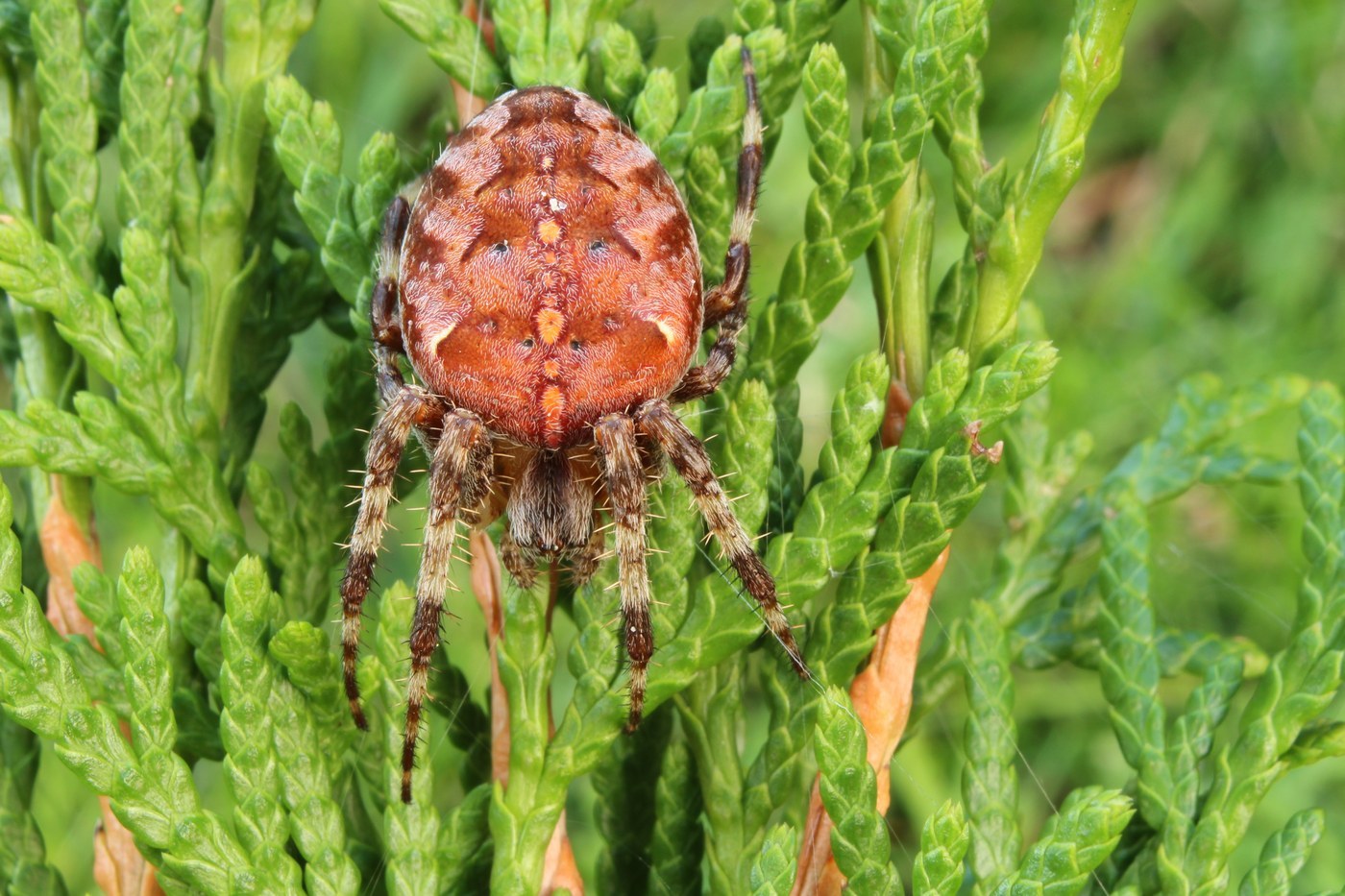 Cross Orbweaver