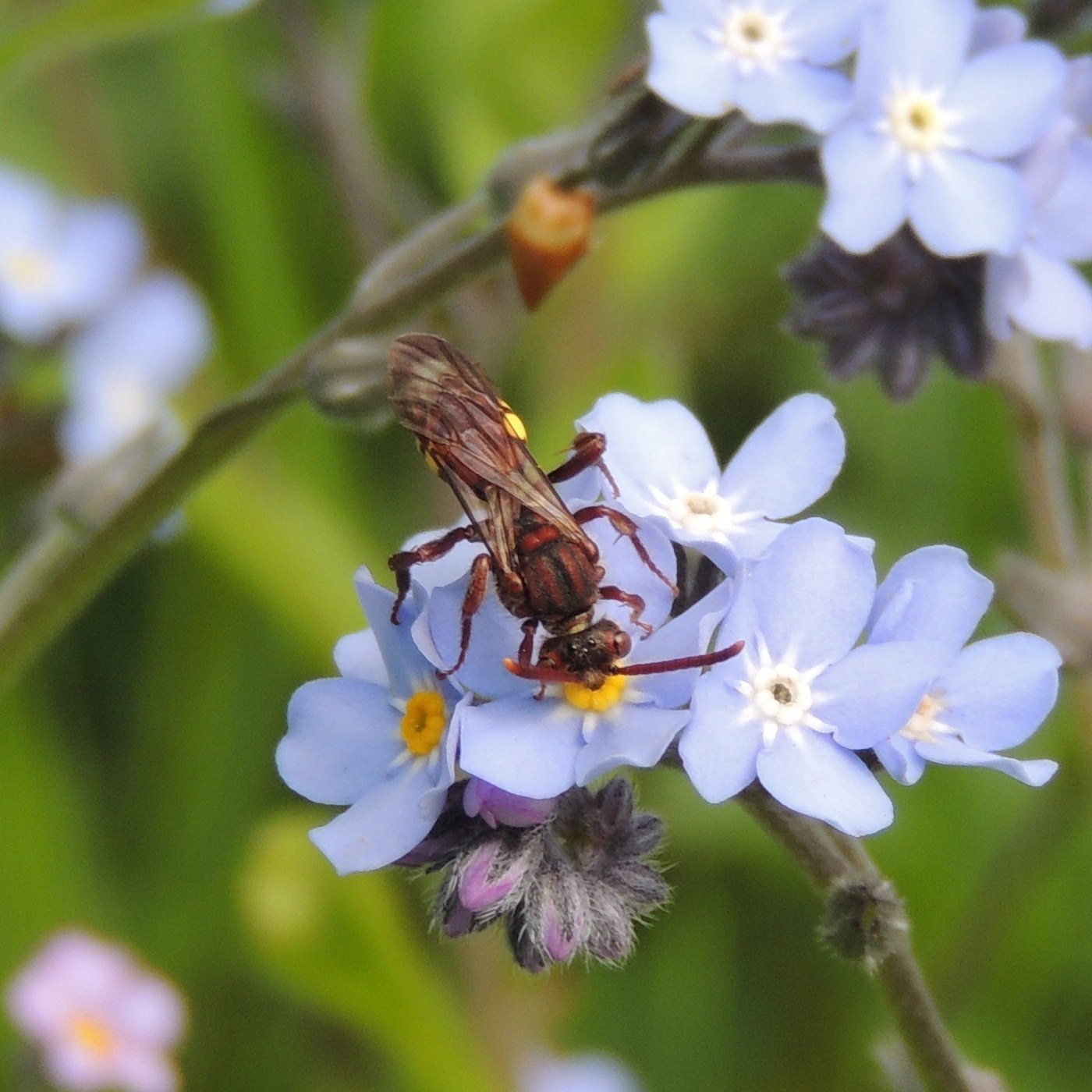 Cuckoo Bee