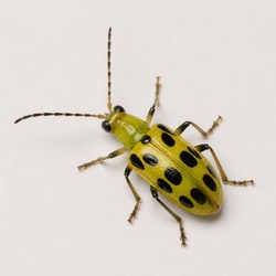 Cucumber Beetle Identification Guide