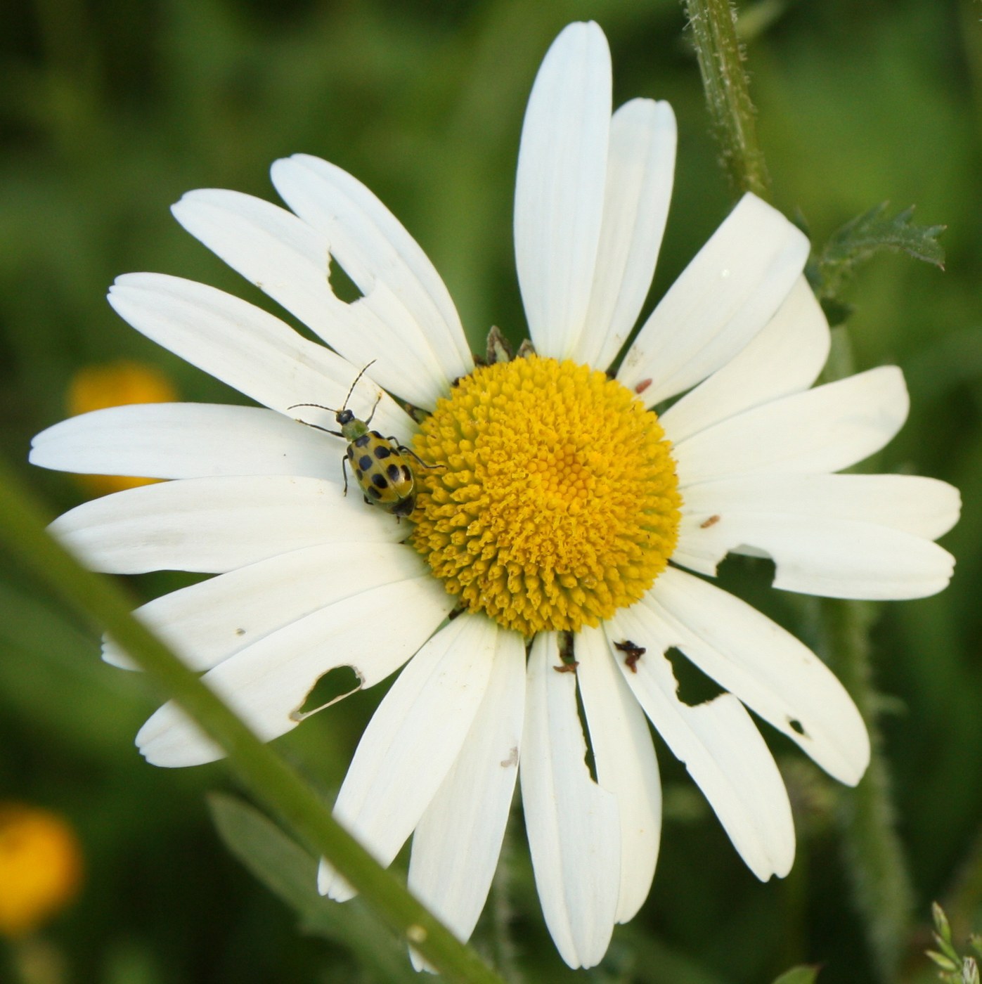 Cucumber Beetle
