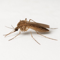 Culex Mosquito Identification Guide