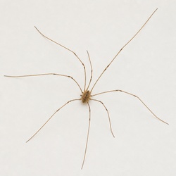 Daddy Longlegs Identification Guide