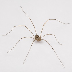 Daddy Longlegs (Harvestman) Identification Guide
