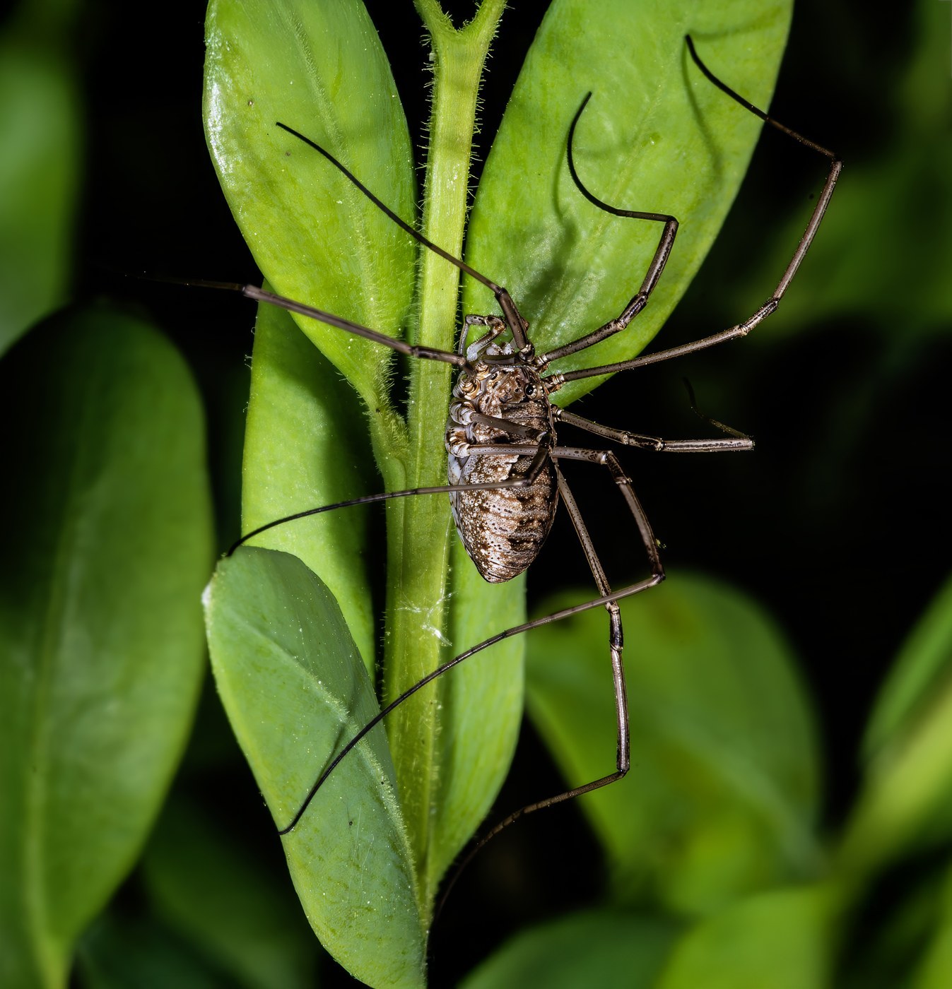 Daddy Longlegs