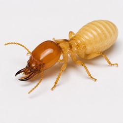 Dampwood Termite Identification Guide