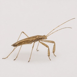 Damsel Bug Identification Guide