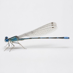 Damselfly Identification Guide