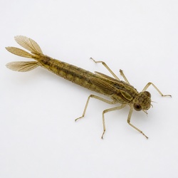 Damselfly Nymph Identification Guide