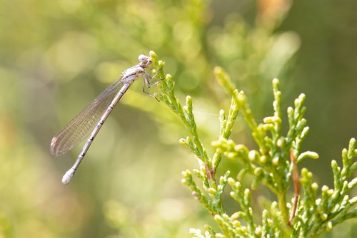 Damselfly Identification Guide