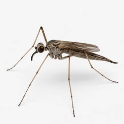 Dance Fly Identification Guide