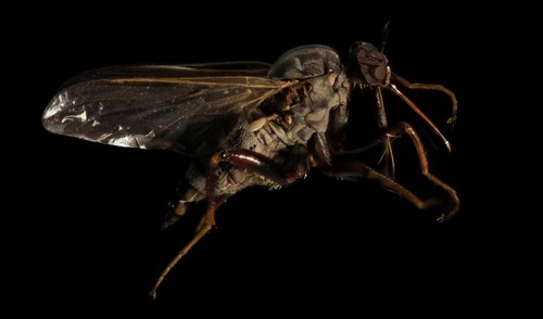 Dance Fly Identification Guide