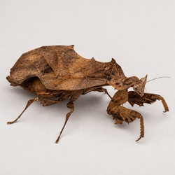 Dead Leaf Mantis Identification Guide