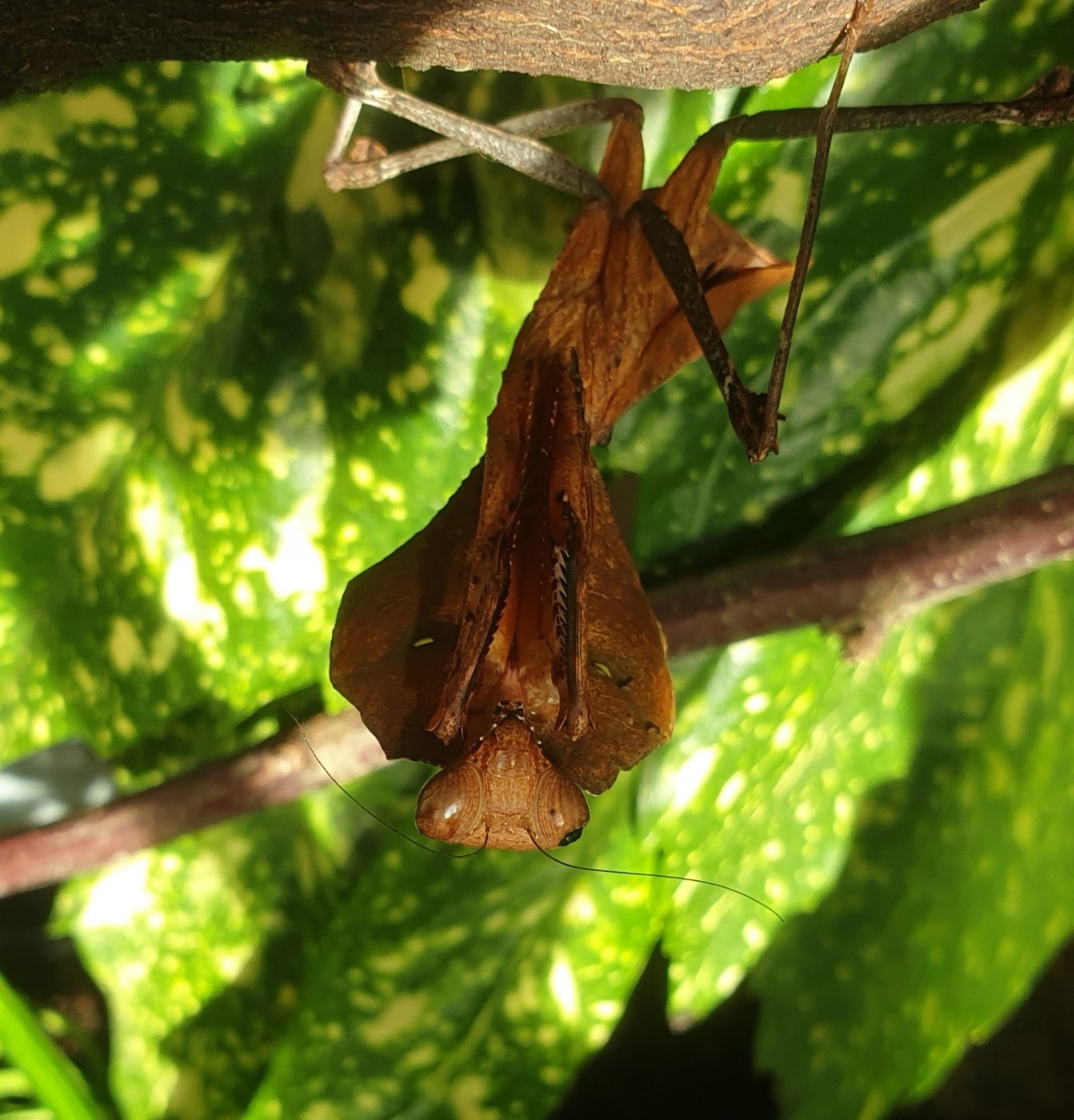 Dead Leaf Mantis