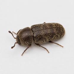 Death Watch Beetle Identification Guide