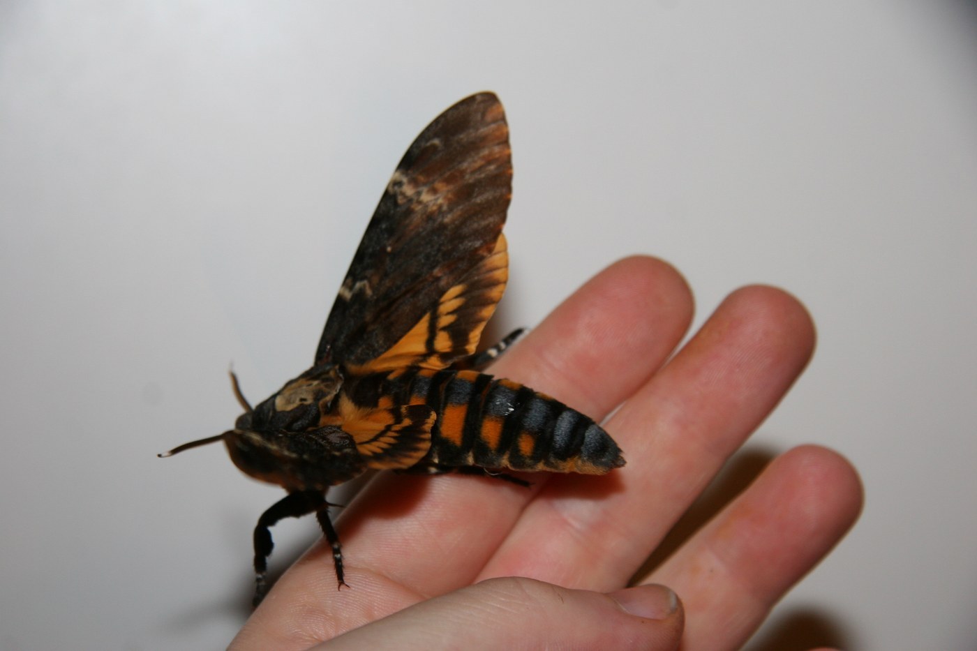 Death's-head Hawkmoth