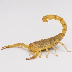 Deathstalker Scorpion Identification Guide