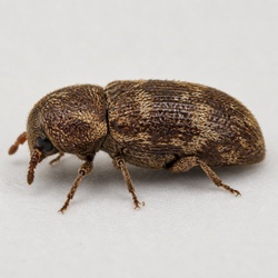 Deathwatch Beetle Identification Guide