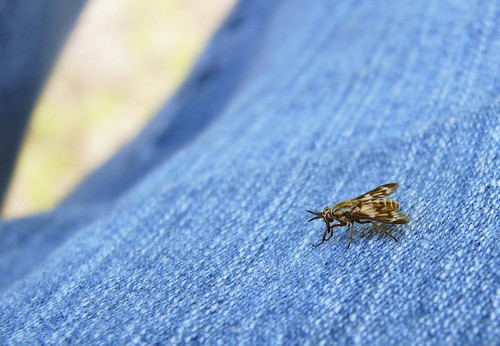 Deer Fly Identification Guide
