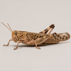 Desert Locust Identification Guide