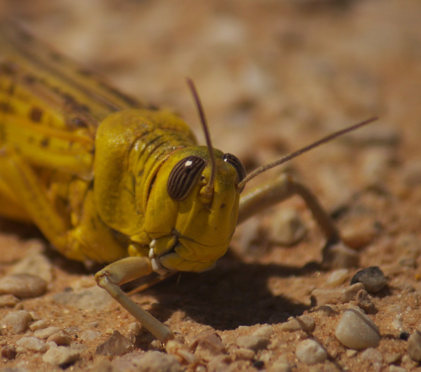 Desert Locust