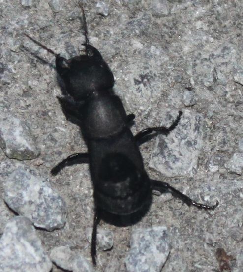 Devil's Coach Horse Beetle