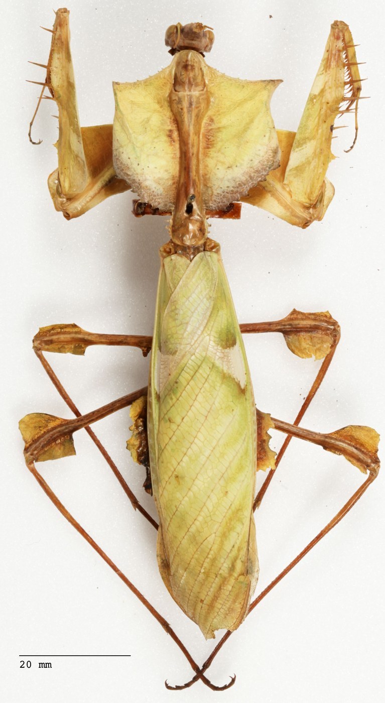 Devil's Flower Mantis