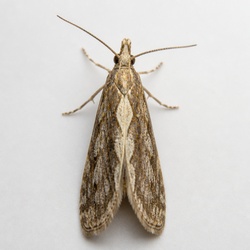 Diamondback Moth Identification Guide