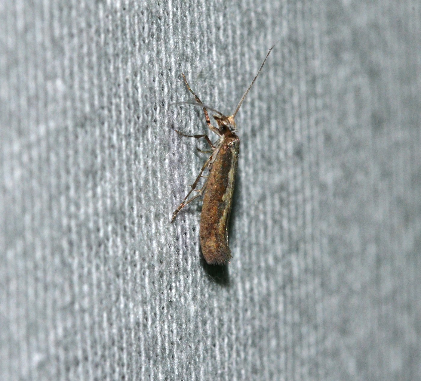 Diamondback Moth