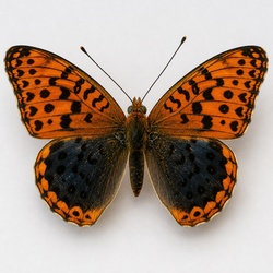 Diana Fritillary Identification Guide