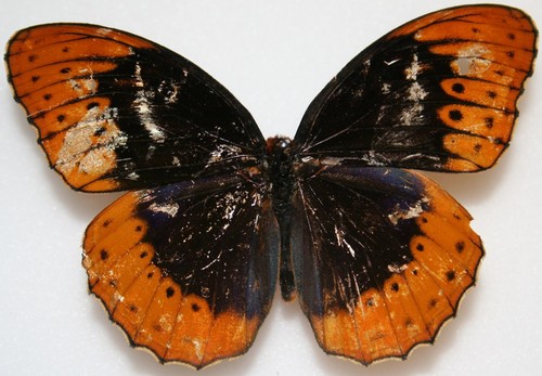Diana Fritillary Identification Guide