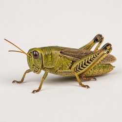 Differential Grasshopper Identification Guide