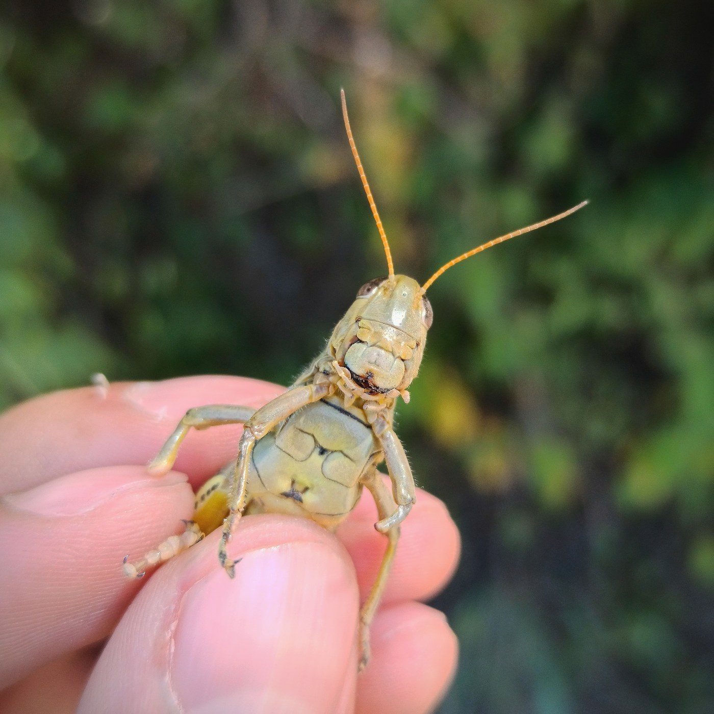 Differential Grasshopper