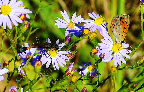 Digger Wasp Identification Guide