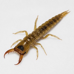 Diving Beetle Larva (Water Tiger) Identification Guide