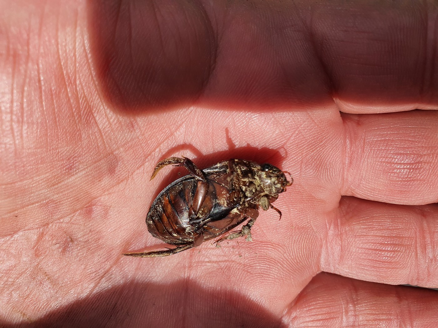Diving Beetle