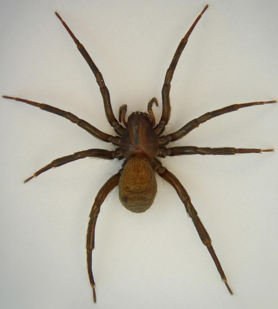 Diving Bell Spider