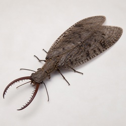 Dobsonfly Identification Guide