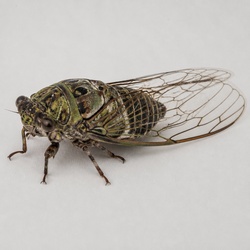 Dog-Day Cicada Identification Guide