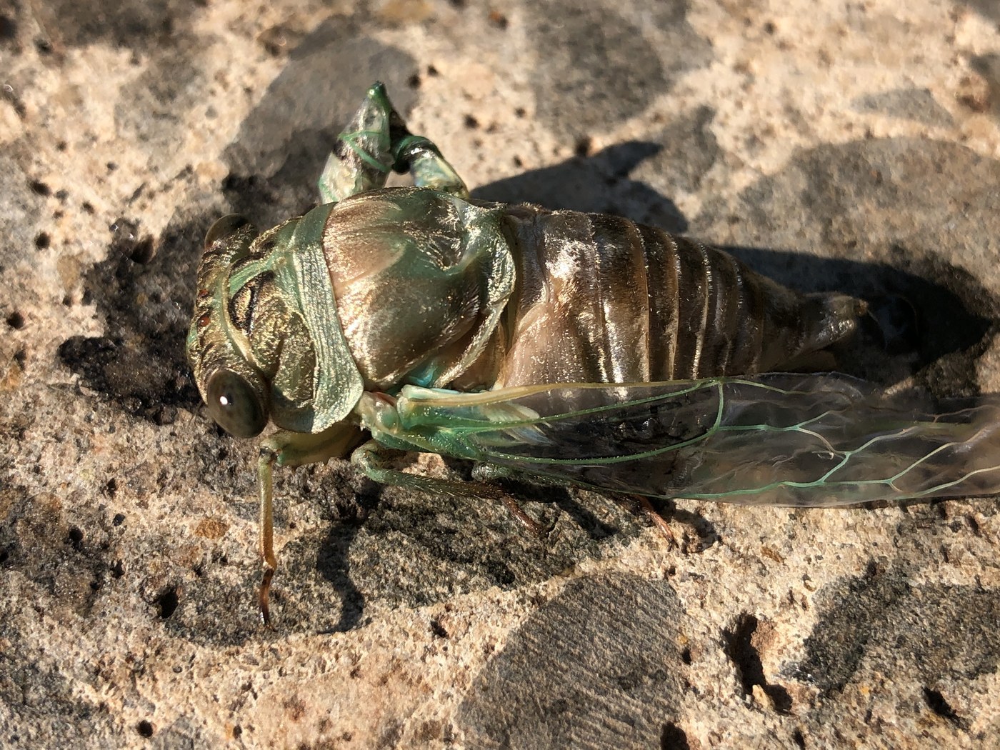 Dog-Day Cicada