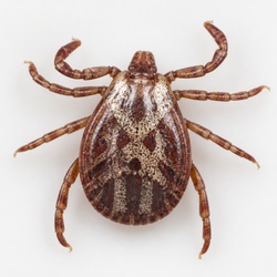 Dog Tick Identification Guide