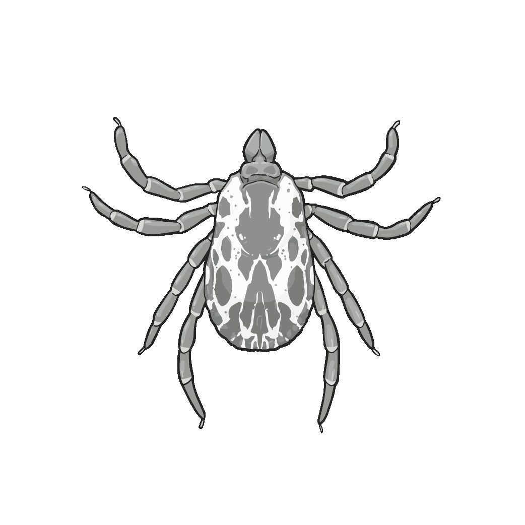 Dog Tick