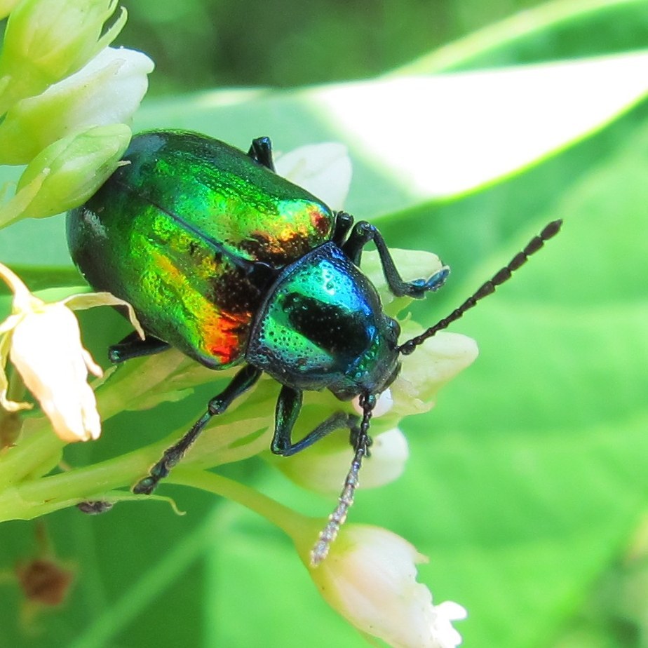 Dogbane Beetle