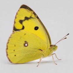 Dogface Butterfly Identification Guide