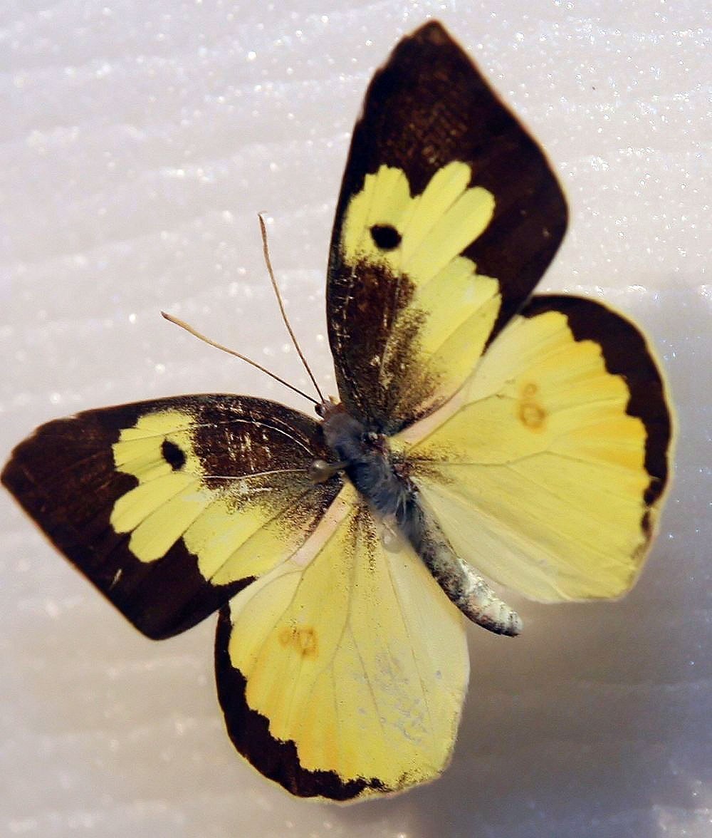 Dogface Butterfly