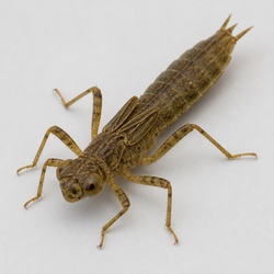 Dragonfly Nymph Identification Guide