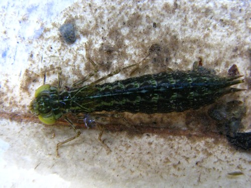 Dragonfly Nymph Identification Guide