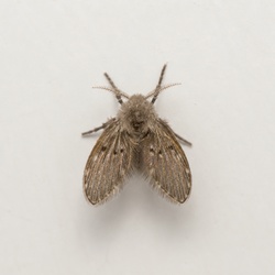 Drain Fly Identification Guide