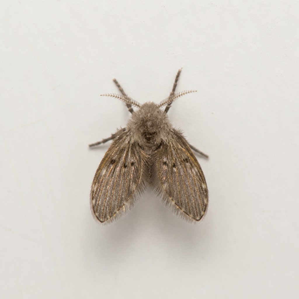 Drain Fly