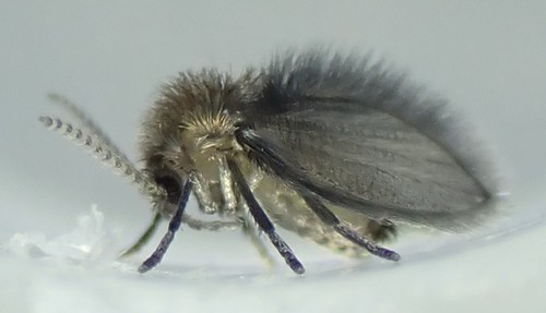 Drain Fly Identification Guide